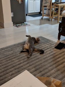 A cat lying on a carpet stretched out and looking back at the camera